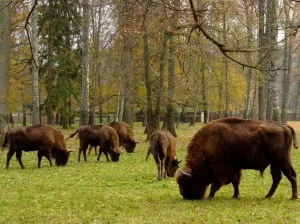 Брест—Пуща